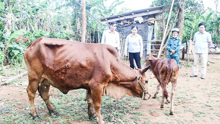 Triển khai quyết liệt các giải pháp phòng, chống bệnh viêm da nổi cục trên trâu, bò