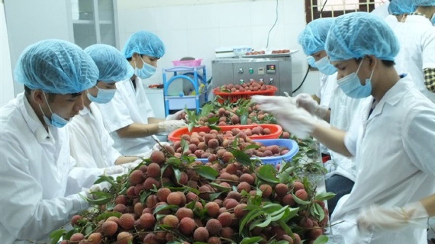 Five local firms to export lychees to Japan