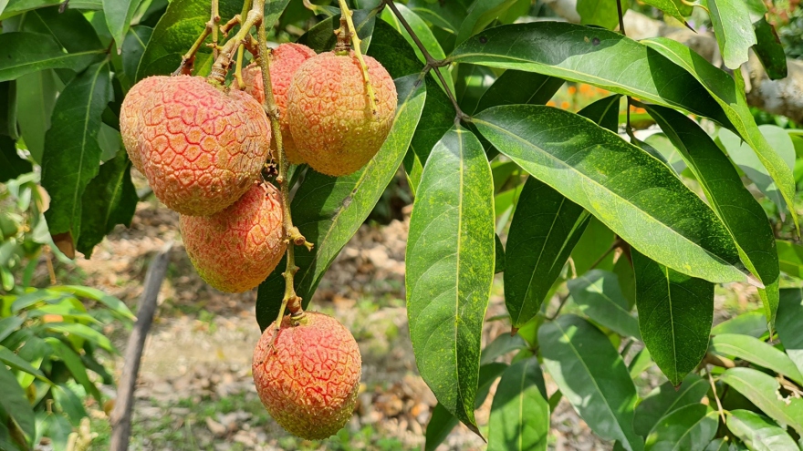 Bắc Giang: Không để chuỗi sản xuất, tiêu thụ vải thiều đứt gãy