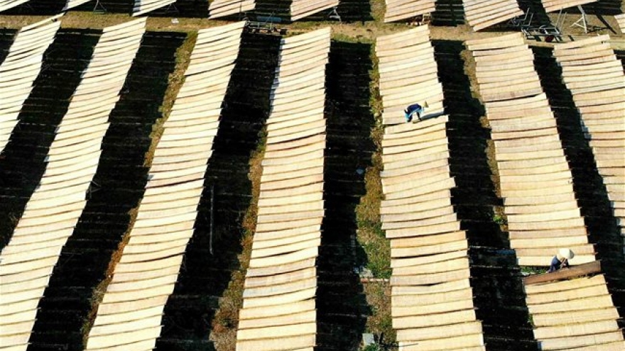 The “fields” of rice vermicelli