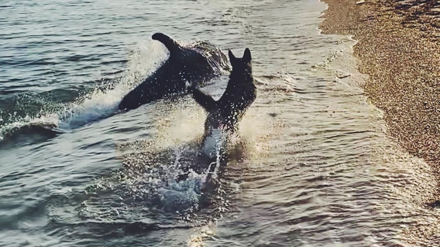 Cảnh tượng đáng kinh ngạc khi đàn cá heo đùa giỡn với chú chó