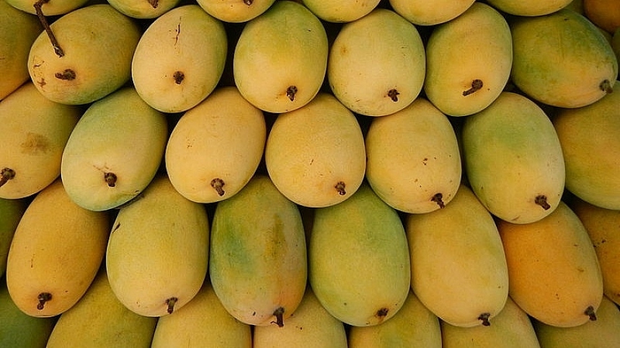 Local firms urged to increase market shares of mangoes in US market