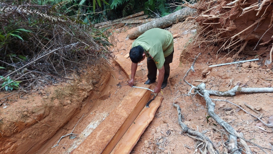Gia Lai: Điều tra vụ phá rừng sản xuất ở Mang Yang