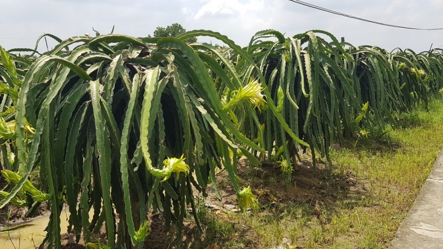 Thanh long Long An tăng giá, không đủ hàng xuất khẩu