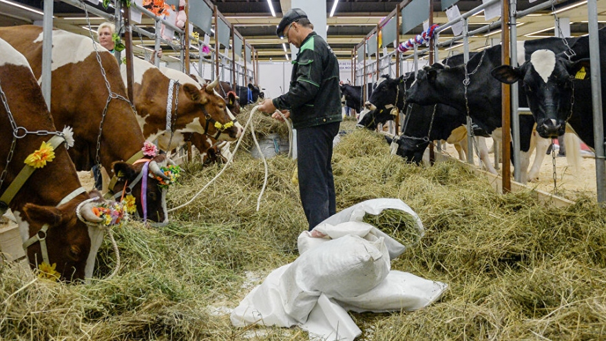Nga cấm nhập khẩu thức ăn chăn nuôi từ Cộng hòa Czech