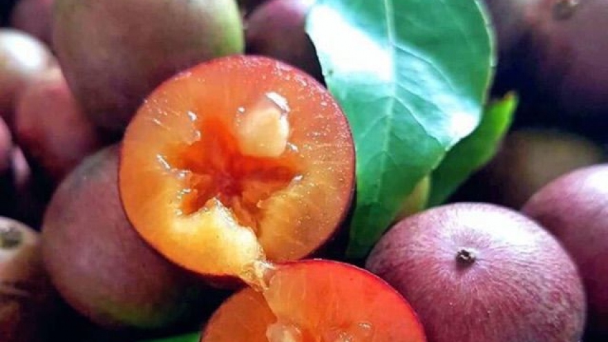 Hồng quân núi xuống phố giá 80.000 đồng/kg, được ví như cherry Việt