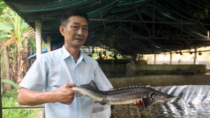 Lão nông xứ Thanh làm giàu từ giống cá "đắt như vàng"