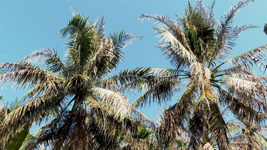 Country’s largest coconut growing province manages to control imported pest