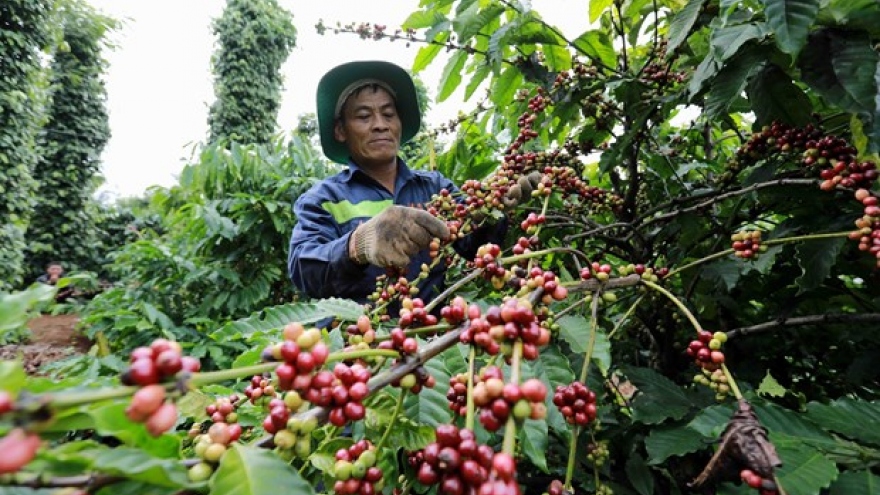 Winners of Vietnam Specialty Coffee Competition announced