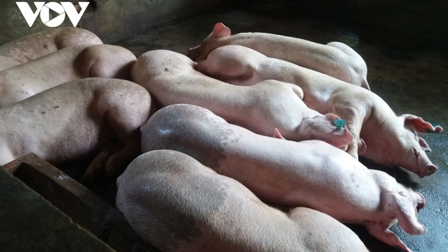 Kháng bệnh tự nhiên với dịch tả lợn châu Phi: Thêm giải pháp tái đàn bền vững