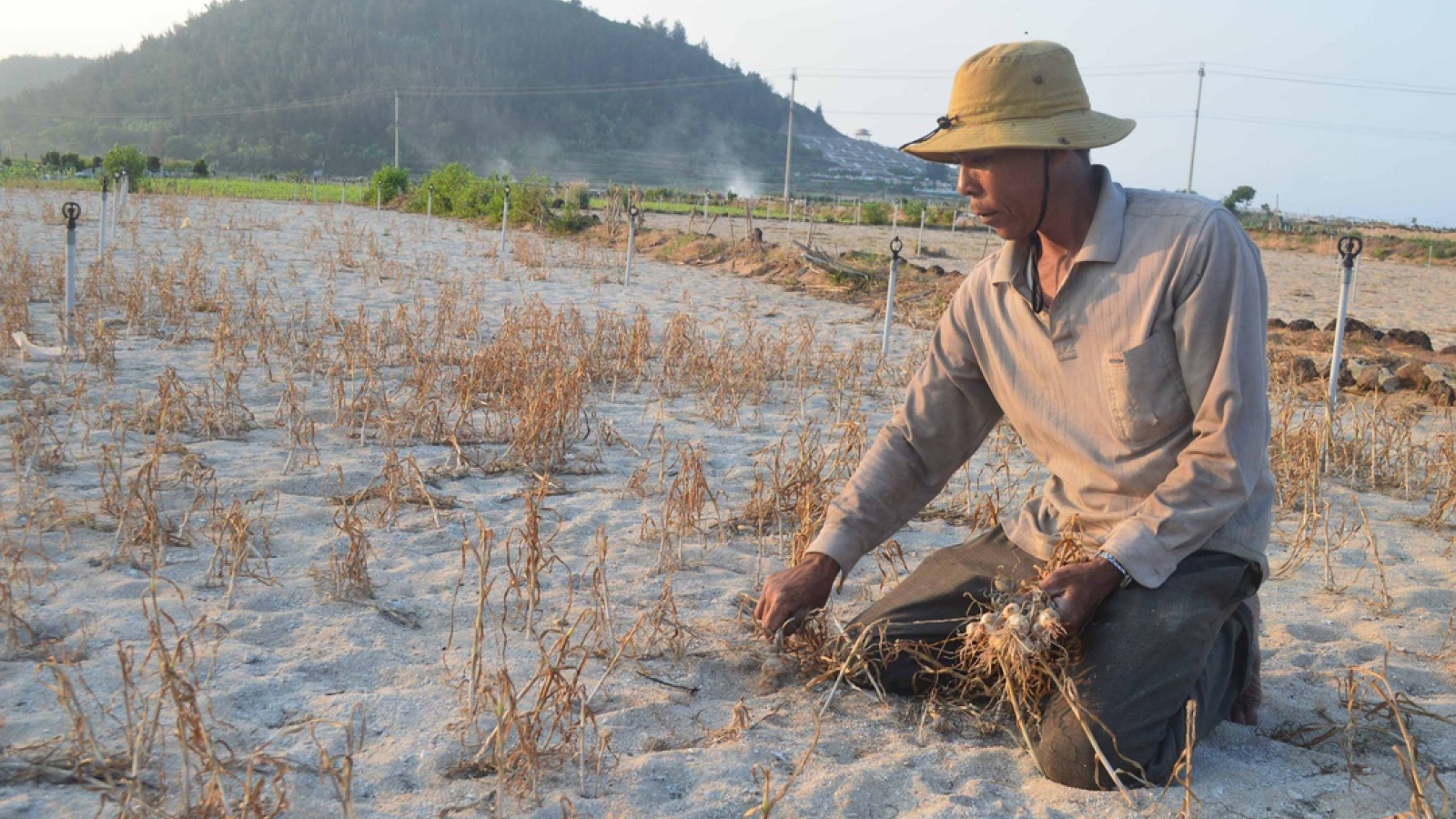 Hàng trăm héc ta đất nông nghiệp ở Lý Sơn bị bỏ hoang vì hạn