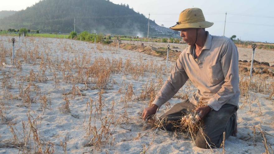 Hàng trăm héc ta đất nông nghiệp ở Lý Sơn bị bỏ hoang vì hạn