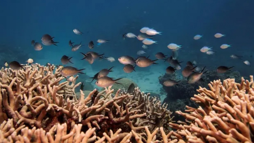 Australia nghi ngờ vấn đề bảo tồn rạn san hô Great Barrier bị chính trị hóa