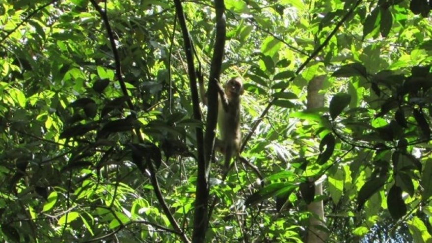 Binh Phuoc: Four wild animals released back to nature