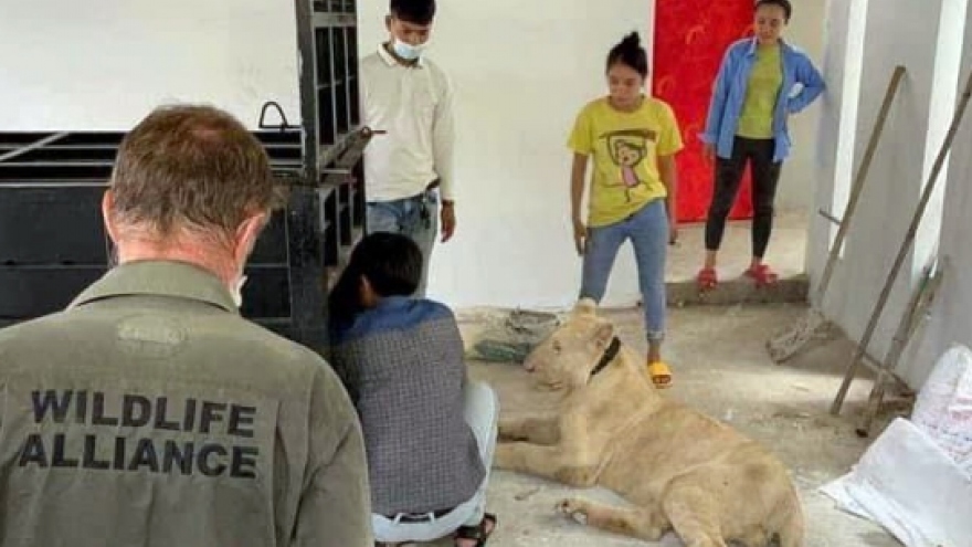 Cảnh sát giải cứu chú sư tử nặng hơn 70kg giữa thủ đô Phnom Penh