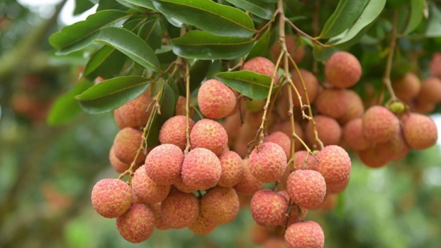 Vietnamese lychees confident of winning over consumer taste in Netherlands