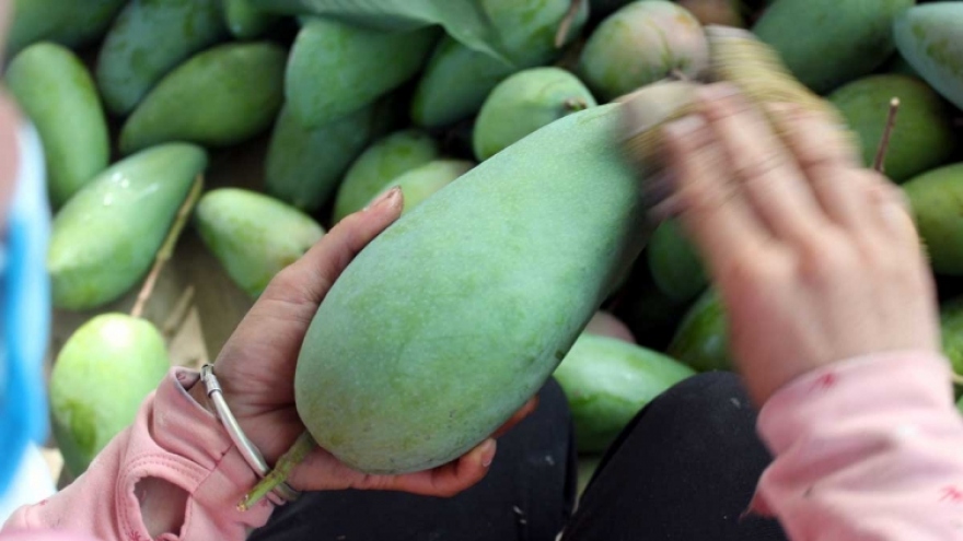 Vietnam exports 25 tonnes of green mangos to Australia