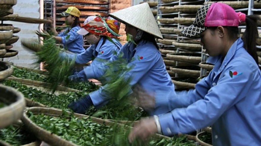 Positive outlook ahead for tea exports in second quarter