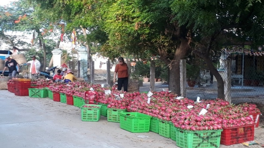 Bình Thuận tìm đầu ra cho trái thanh long