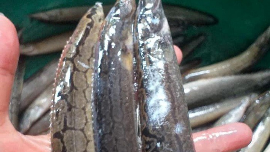 Những loại cá đặc sản sông Đà được thực khách săn tìm