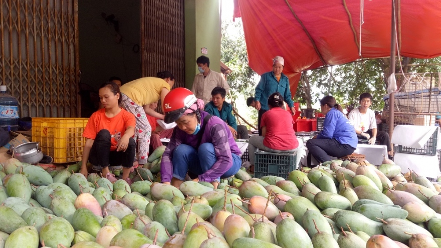 Kết nối trực tuyến: Kênh tiêu thụ và quảng bá hình ảnh nông sản Sơn La vươn xa