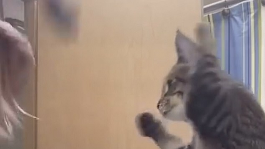 Bật cười khoảnh khắc chú mèo bắt chước động tác chải tóc của cô chủ