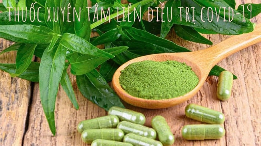 Vietnam prescribes Asian herb Andrographis for COVID-19 treatment