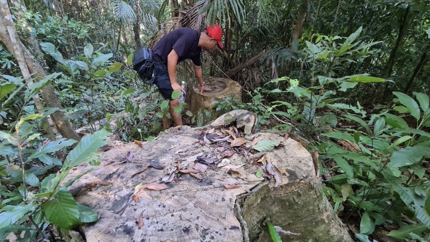 Khởi tố vụ phá rừng cổ thụ ở xã Đăk Roong-Kbang, Gia Lai