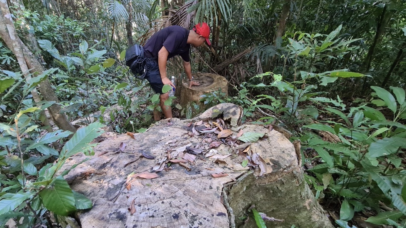 Khởi tố vụ phá rừng cổ thụ ở xã Đăk Roong-Kbang, Gia Lai