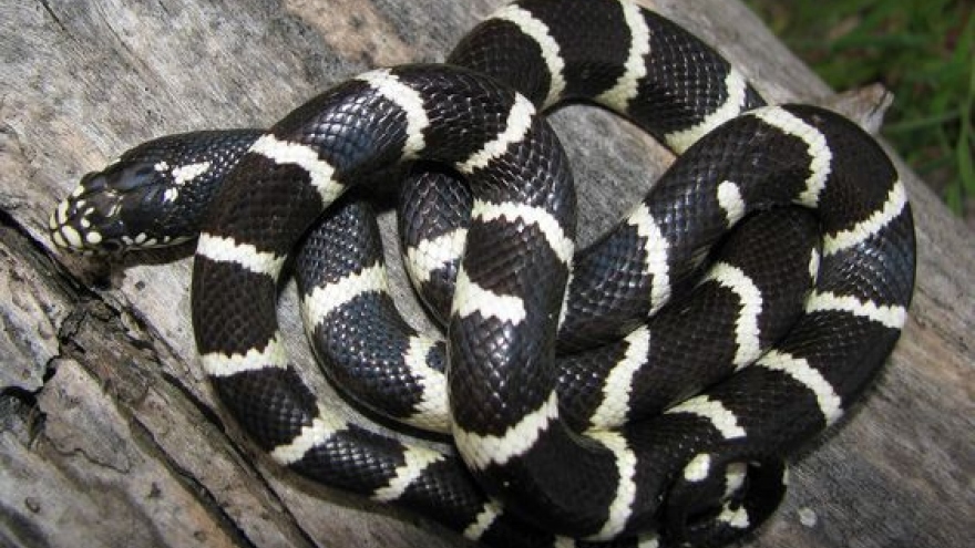 Bị rắn độc cắn khi đang ngủ, cô gái 21 tuổi ở Nghệ An tử vong