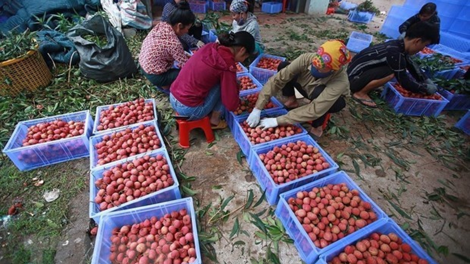 GI certificate – a booster for lychee exports