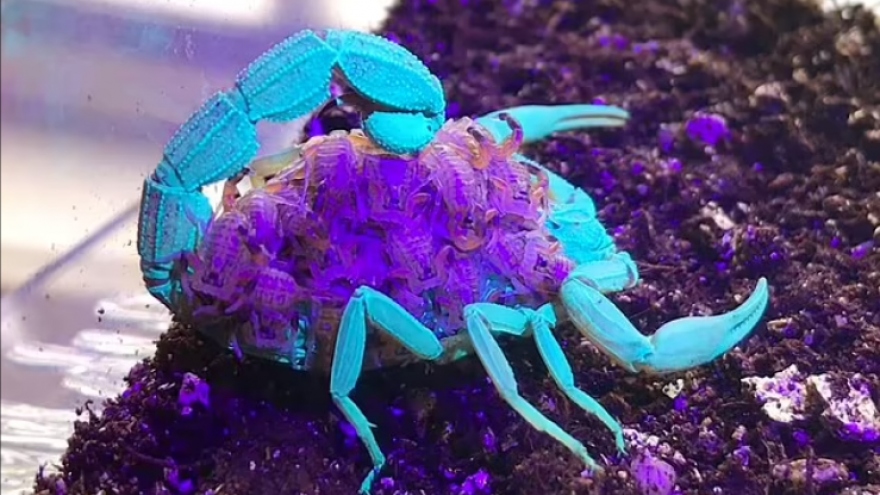 Hình ảnh tuyệt đẹp khi bọ cạp đổi đổi màu xanh và tím dưới tia UV