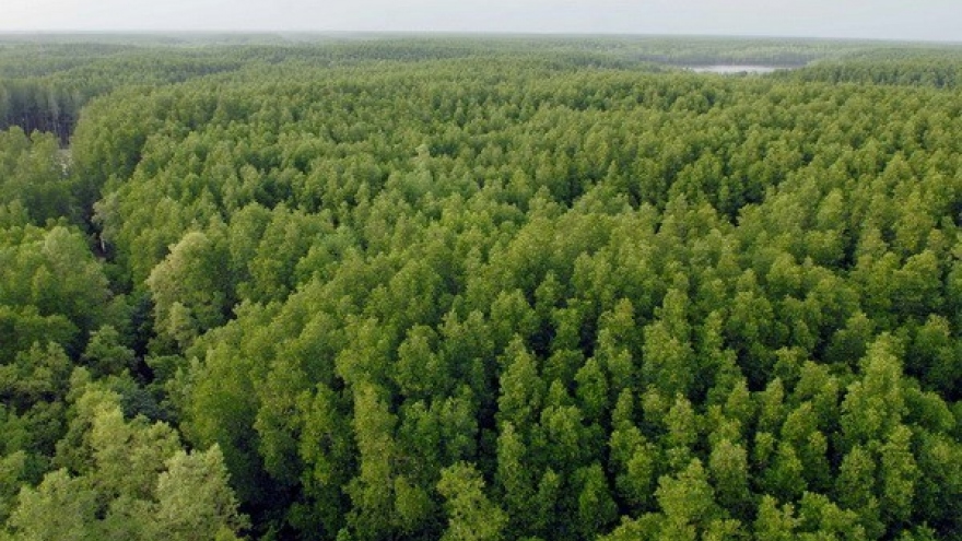Close to 108,260 ha of new forest planted during year’s first half