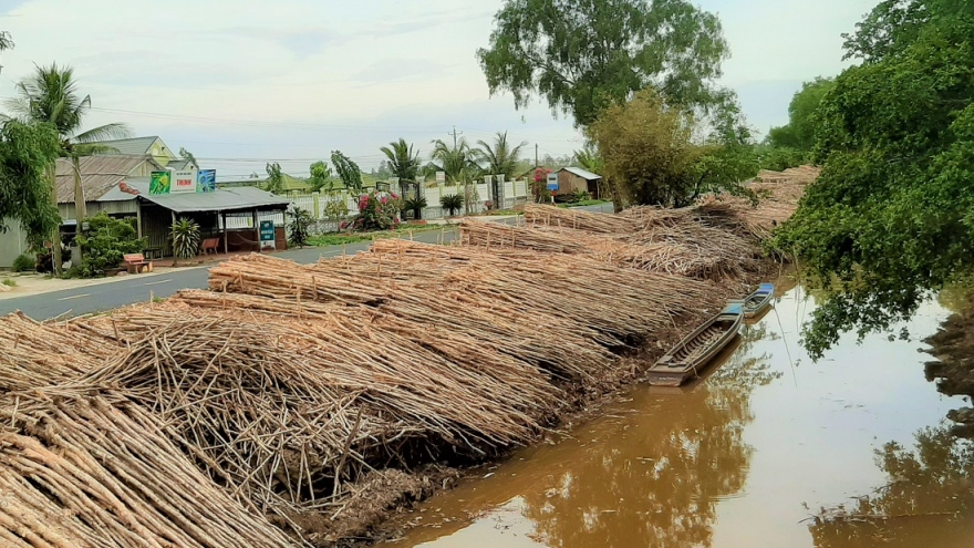 Giá cây tràm tại Cà Mau giảm mạnh, người dân lo lắng