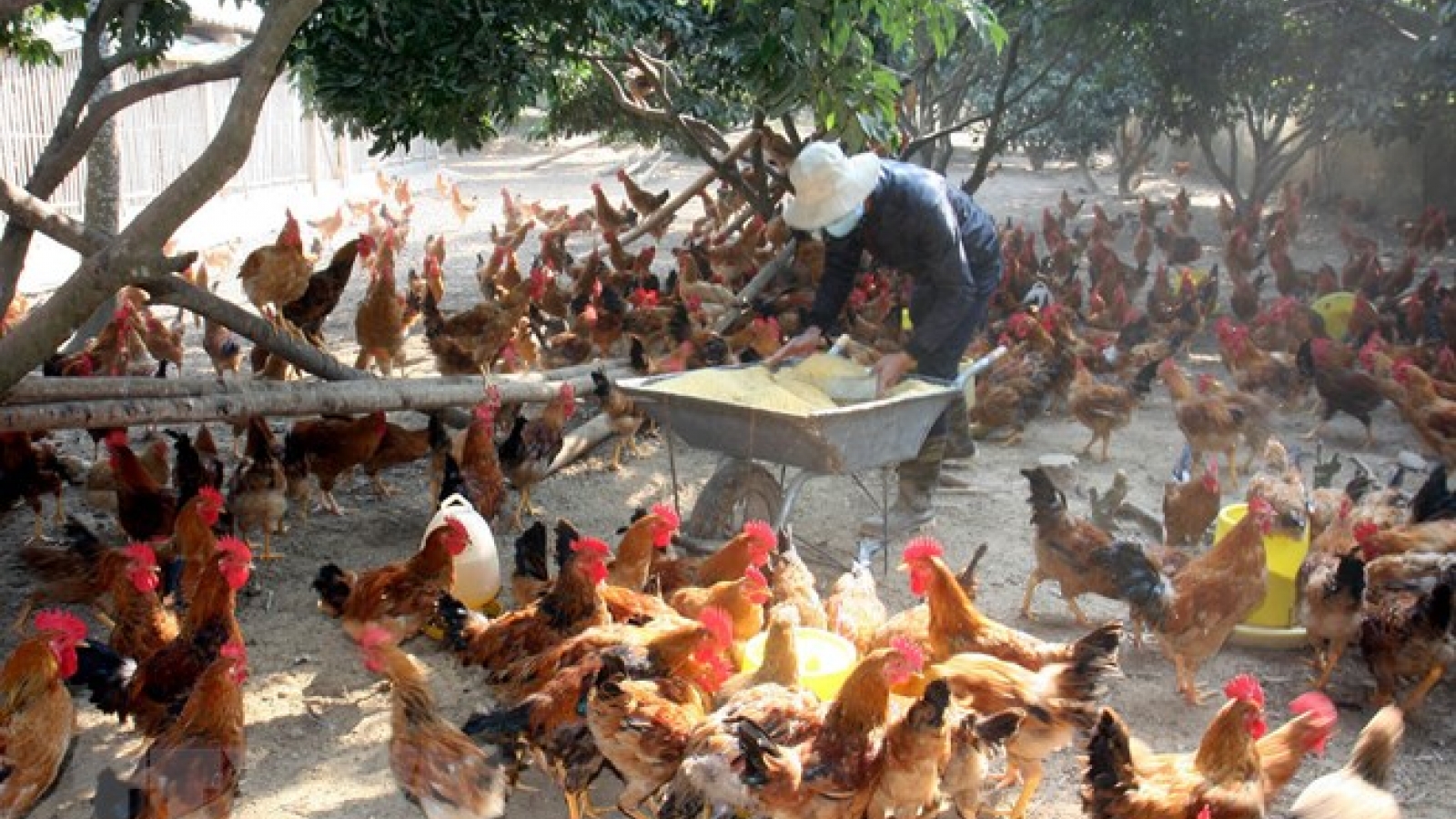 A/H5N8 bird flu outbreak hits Vietnam for first time