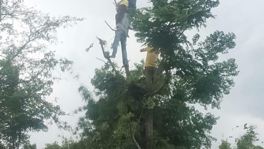 Trèo cây hái lá cho dê ăn, một phụ nữ ở Đắk Lắk bị điện giật tử vong