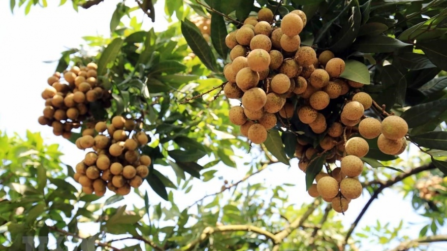 Over 20 countries, territories to join conference promoting Hung Yen’s longan