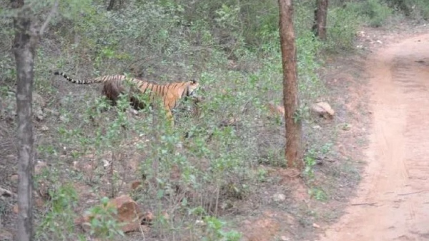 Video: Cuộc chiến khốc liệt một mất một còn giữa hổ và báo đốm