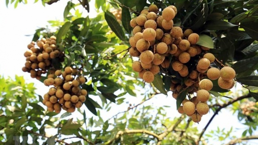 AEON eyes exporting Vietnamese longan to Asian markets