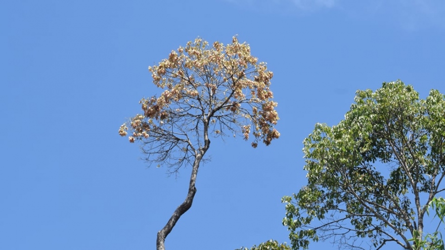 Đà Nẵng ngặn chặn người dân vào rừng chặt ươi khai thác quả