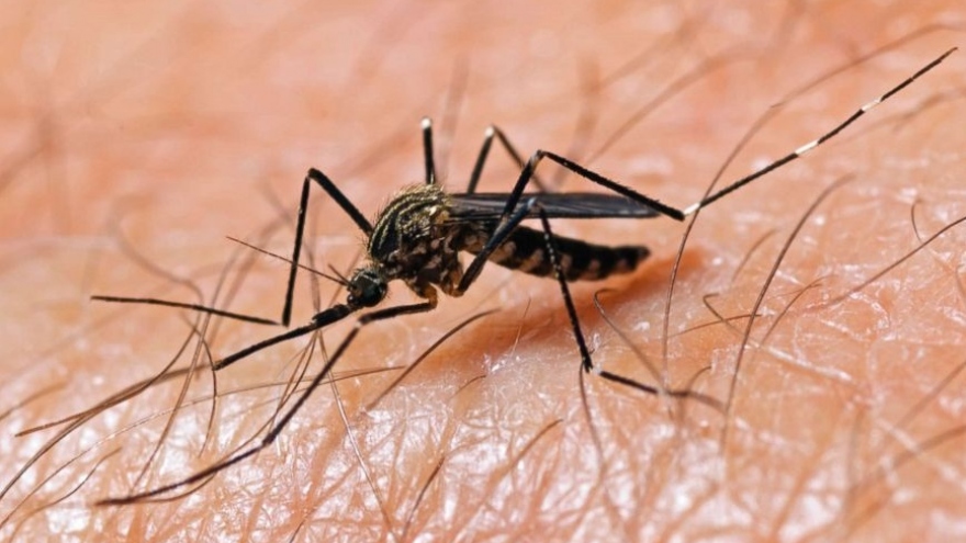 Ca tử vong đầu tiên tại Mỹ do virus Tây sông Nile lây truyền qua muỗi