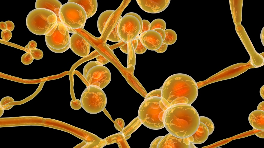 Mỹ báo động bùng phát chủng nấm kháng thuốc nguy hiểm