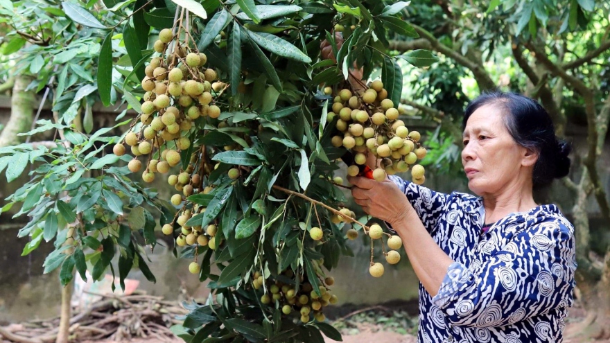 Kết nối tiêu thụ nhãn và nông sản Hưng Yên với 21 quốc gia, vùng lãnh thổ