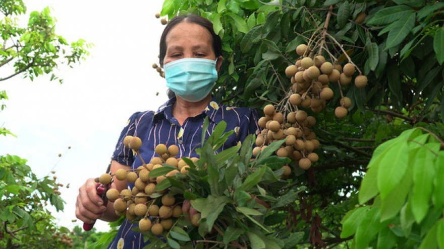 3 tấn nhãn đầu tiên chuẩn bị xuất khẩu sang châu Âu