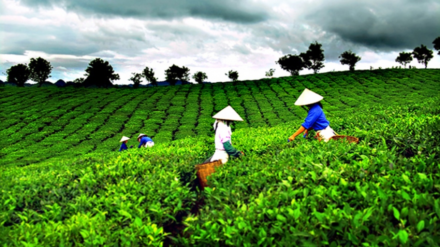 Local tea exports surge in first half