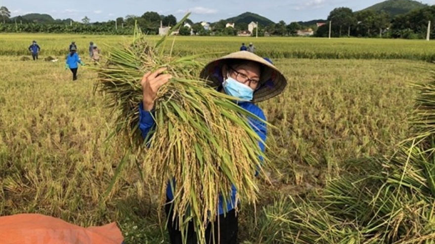 Vietnam urged to transform food system amid challenges