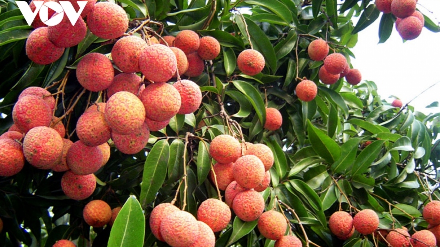 UK consumers taste fresh Vietnamese lychees 