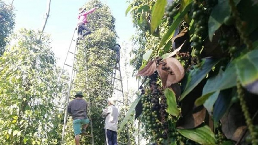 Vietnam at risk of losing pepper export markets due to high freight costs