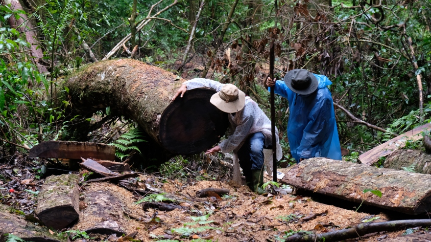 Lâm Đồng điều tra vụ phá rừng quy mô lớn