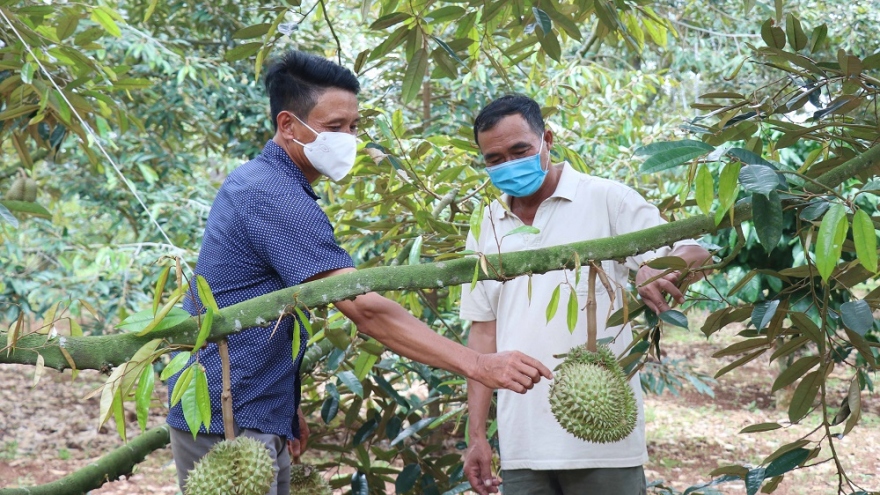 Sầu riêng Đắk Lắk được mùa nhưng lại "bí" đầu ra do dịch bệnh